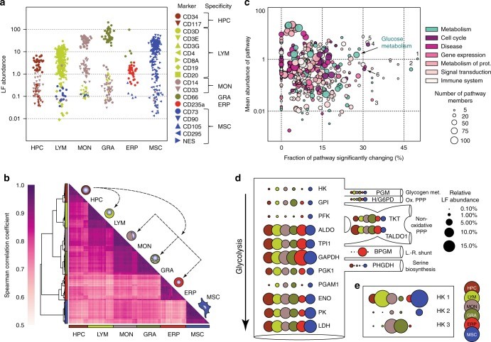 【文献解读】TMT+Label-free揭示细胞衰老分子机制