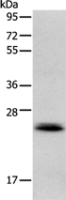 Anti-RAB22A antibody