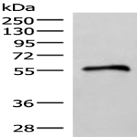 Anti-RETREG1 antibody