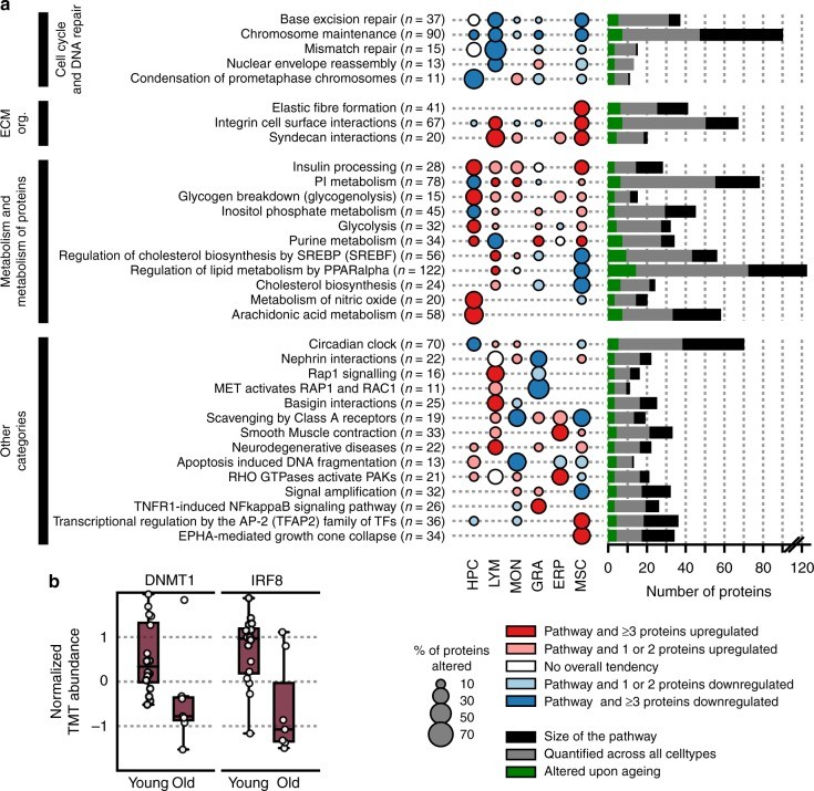 【文献解读】TMT+Label-free揭示细胞衰老分子机制
