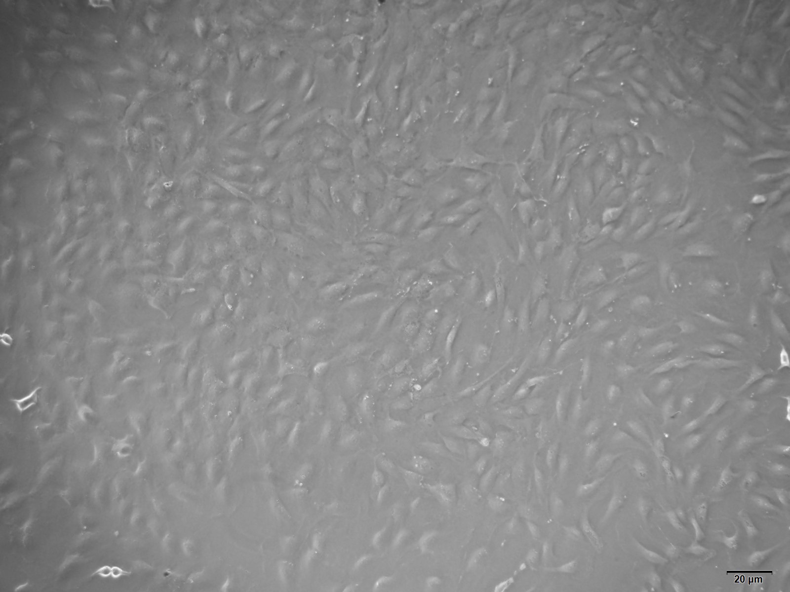 大鼠主动脉内皮细胞