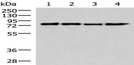Anti-AKAP17A antibody