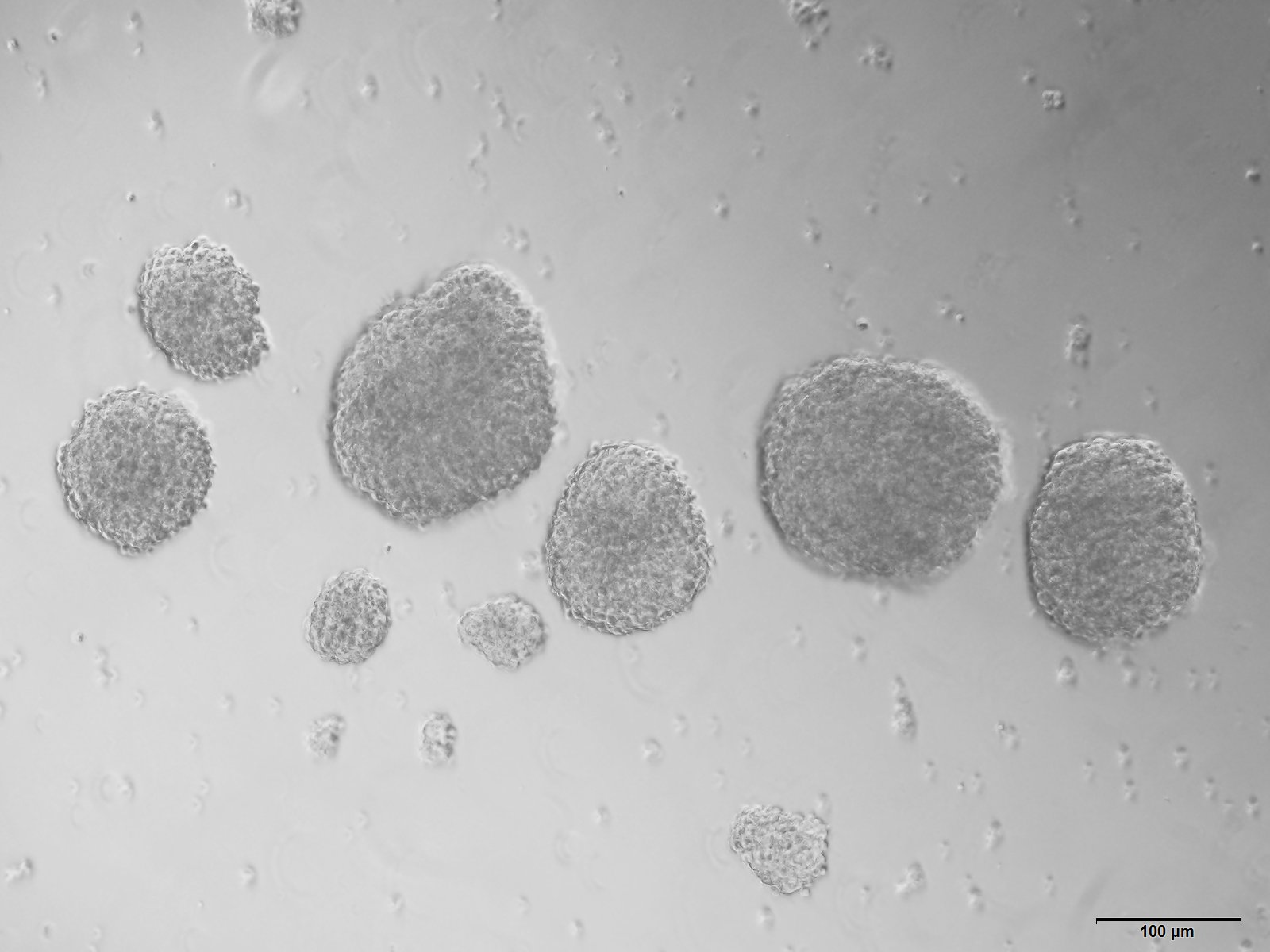 小鼠神经干细胞