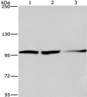 Anti-EIF4G2 antibody