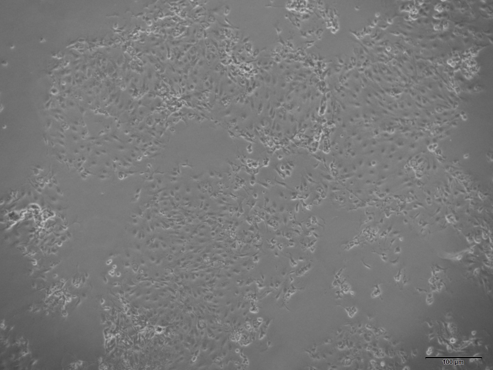 小鼠甲状腺上皮细胞