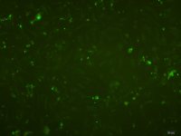 小鼠肝窦内皮细胞