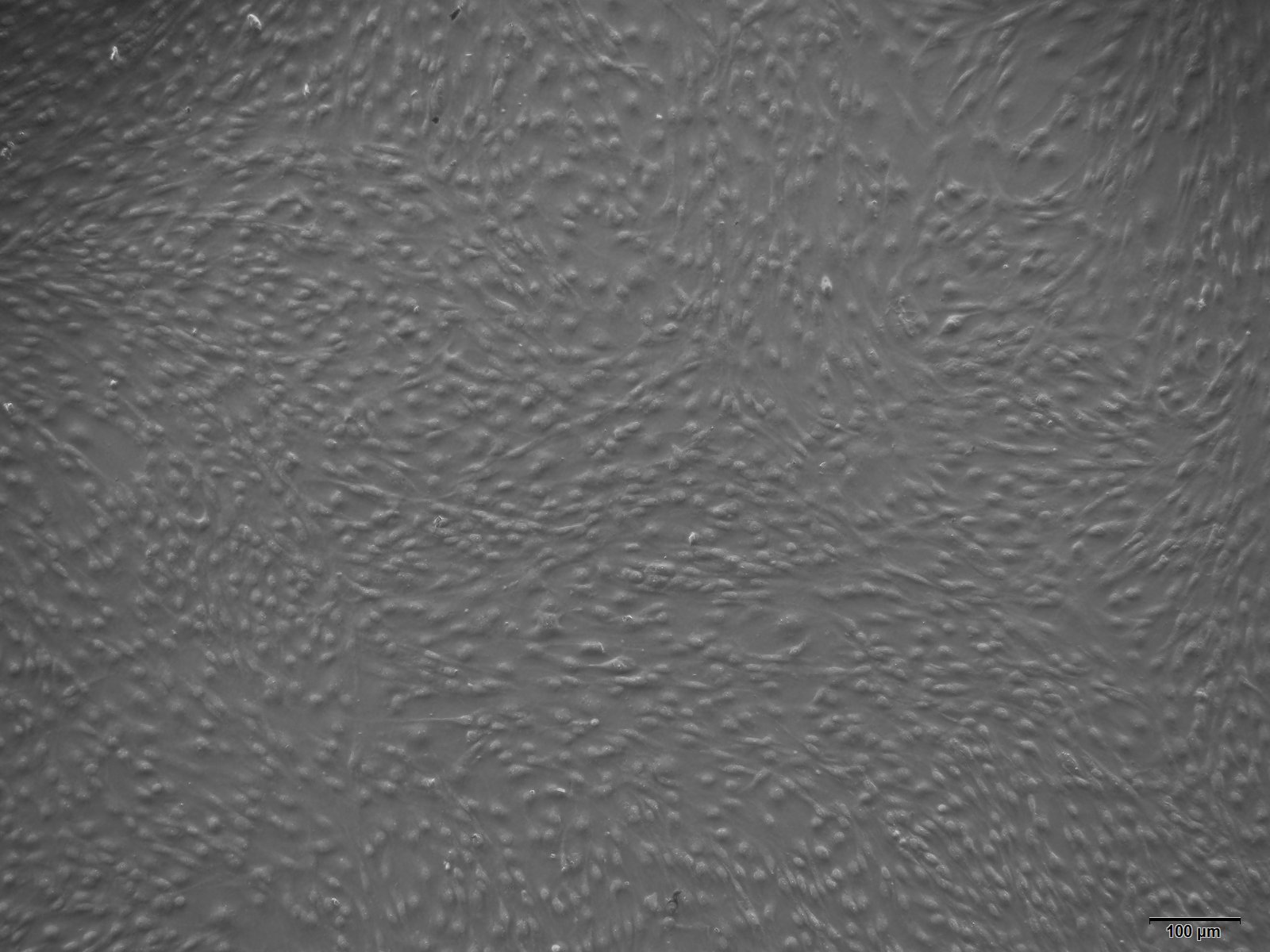 大鼠角膜上皮细胞