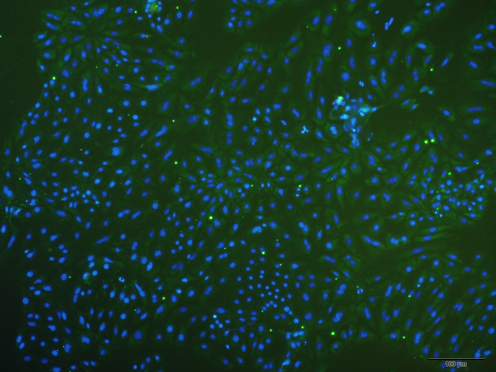 大鼠甲状腺上皮细胞