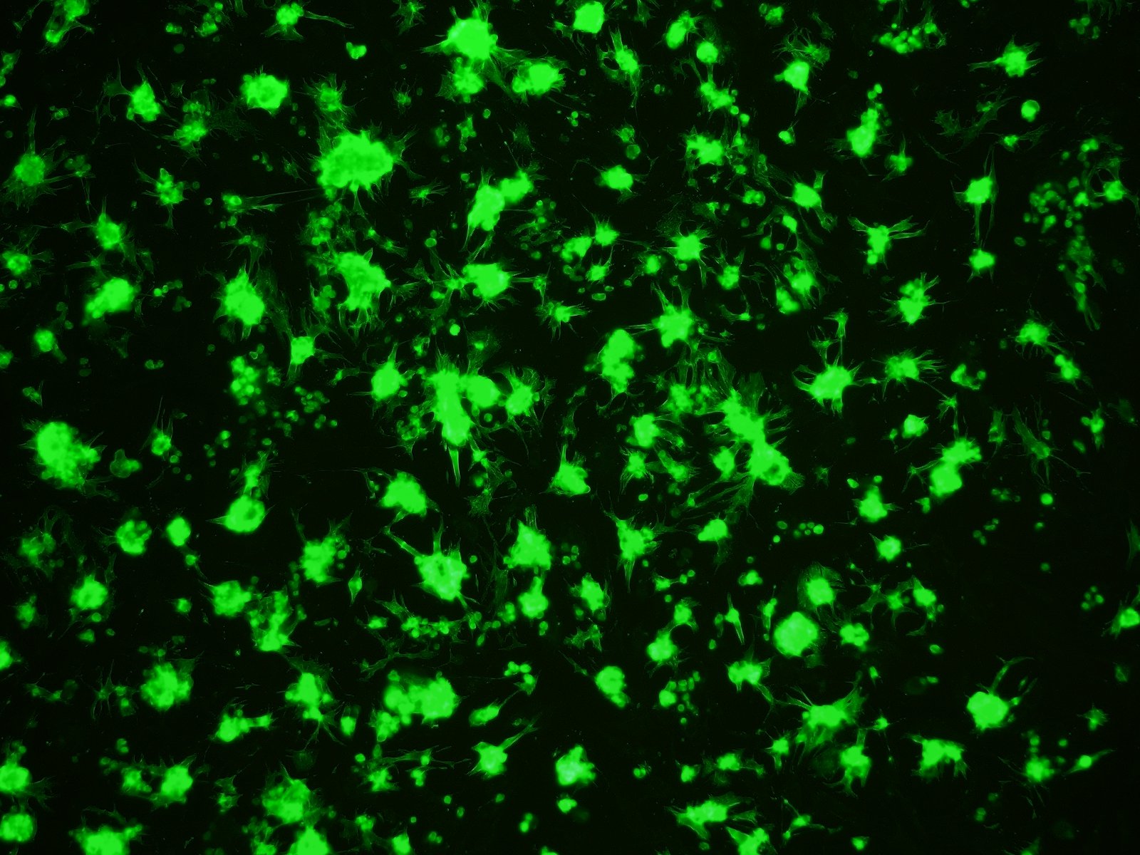 小鼠心肌细胞(新生)