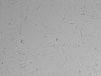 小鼠晶状体上皮细胞