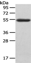 Anti-LAG3 antibody