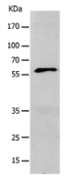 Anti-KCNC1 antibody