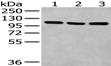 Anti-c-Myc Tag antibody