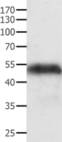 Anti-ACTG1 antibody
