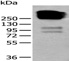 Anti-KRTAP11-1 antibody