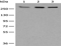 Anti-FLAG Tag antibody