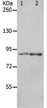 Anti-KCNC3 antibody