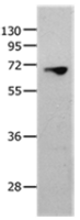 Anti-MMP25 antibody