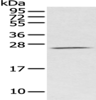 Anti-CEACAM3 antibody