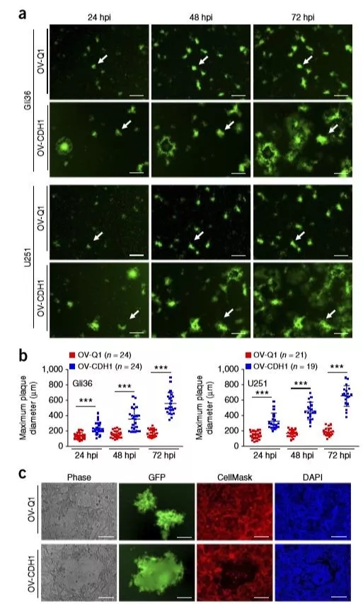 溶瘤病毒疗法新突破！