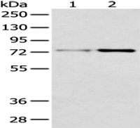 Anti-MAP3K2 antibody