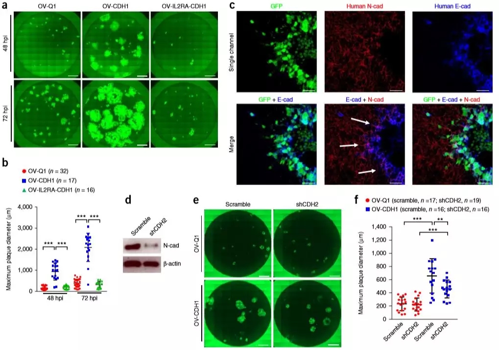 溶瘤病毒疗法新突破！