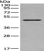  Anti-TRDMT1 antibody
