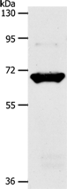 Anti-SLC33A1 antibody