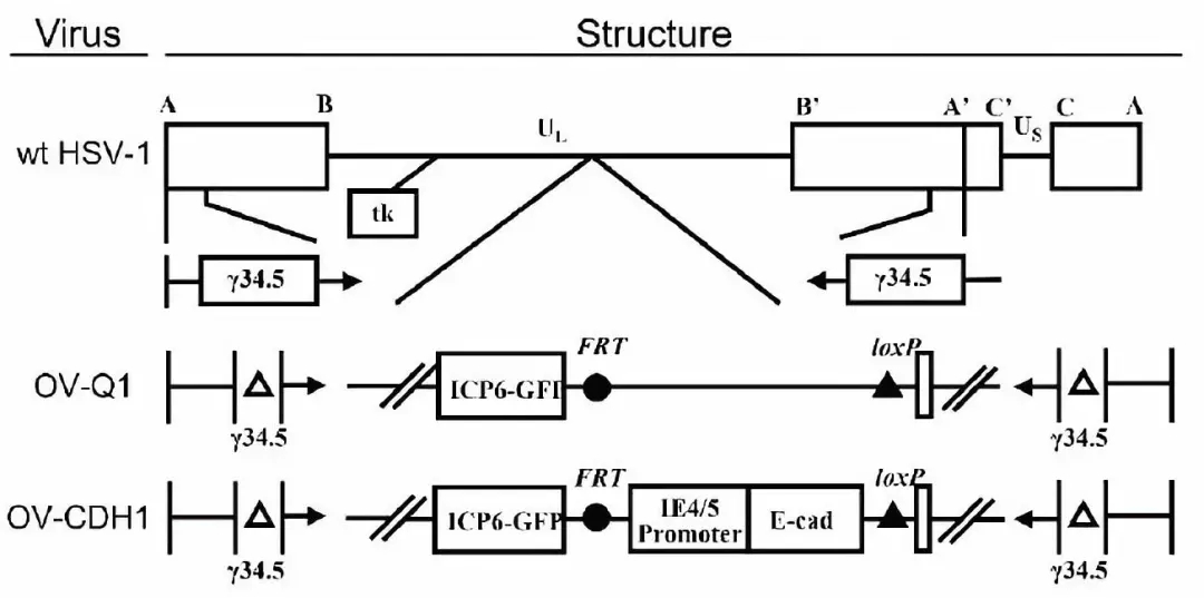 溶瘤病毒疗法新突破！