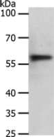 Anti-ABCD4 antibody