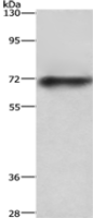 Anti-ABCB8 antibody