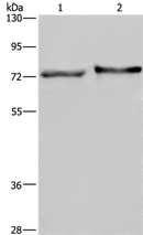 Anti-TRIM29 antibody