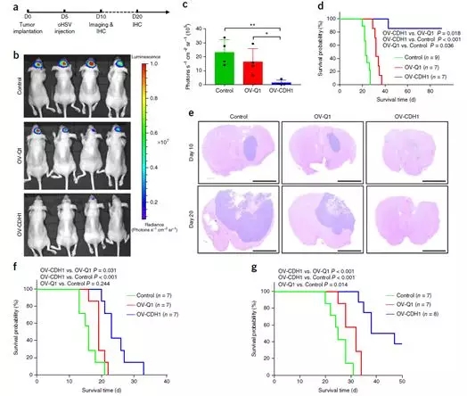 溶瘤病毒疗法新突破！