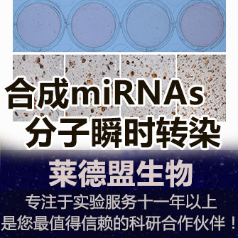 合成miRNAs分子瞬时转染(miRNAs功能检测)