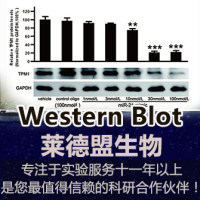 Western Blot WB检测