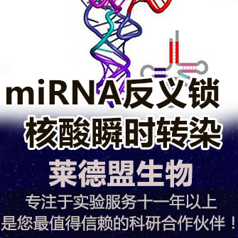 miRNA反义锁核酸的瞬时转染