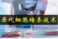 小鼠甲状腺上皮细胞分离培养试剂盒