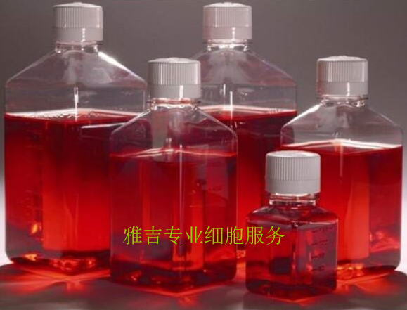 C17.2小鼠永生化神经干细胞系