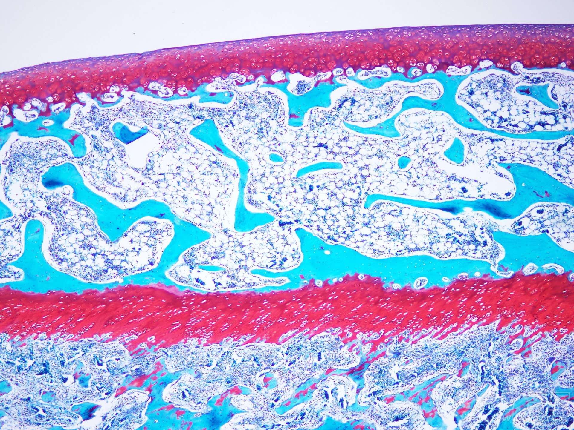 番红-o染色 - 实验动物 -丁香园论坛