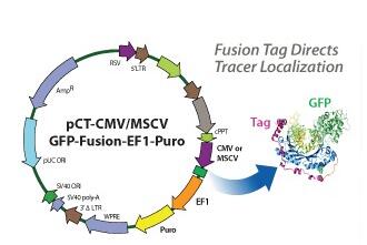  SBI, CYTO120-PA-1, pCT-CD63-GFP (pCMV, Exosome/Secretory, CD63 Tetraspanin Tag), 10ug  