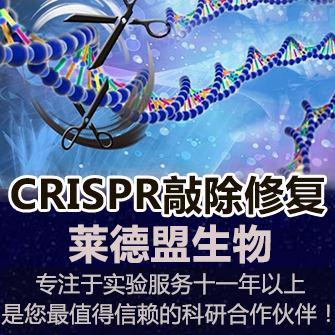 克隆载体：AAV-CRISPR敲除、修复