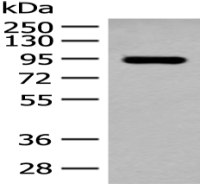 Anti-ALDH1L1 antibody