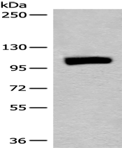 Anti-MLLT10 antibody