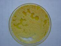 大肠菌群显色培养基使用说明书