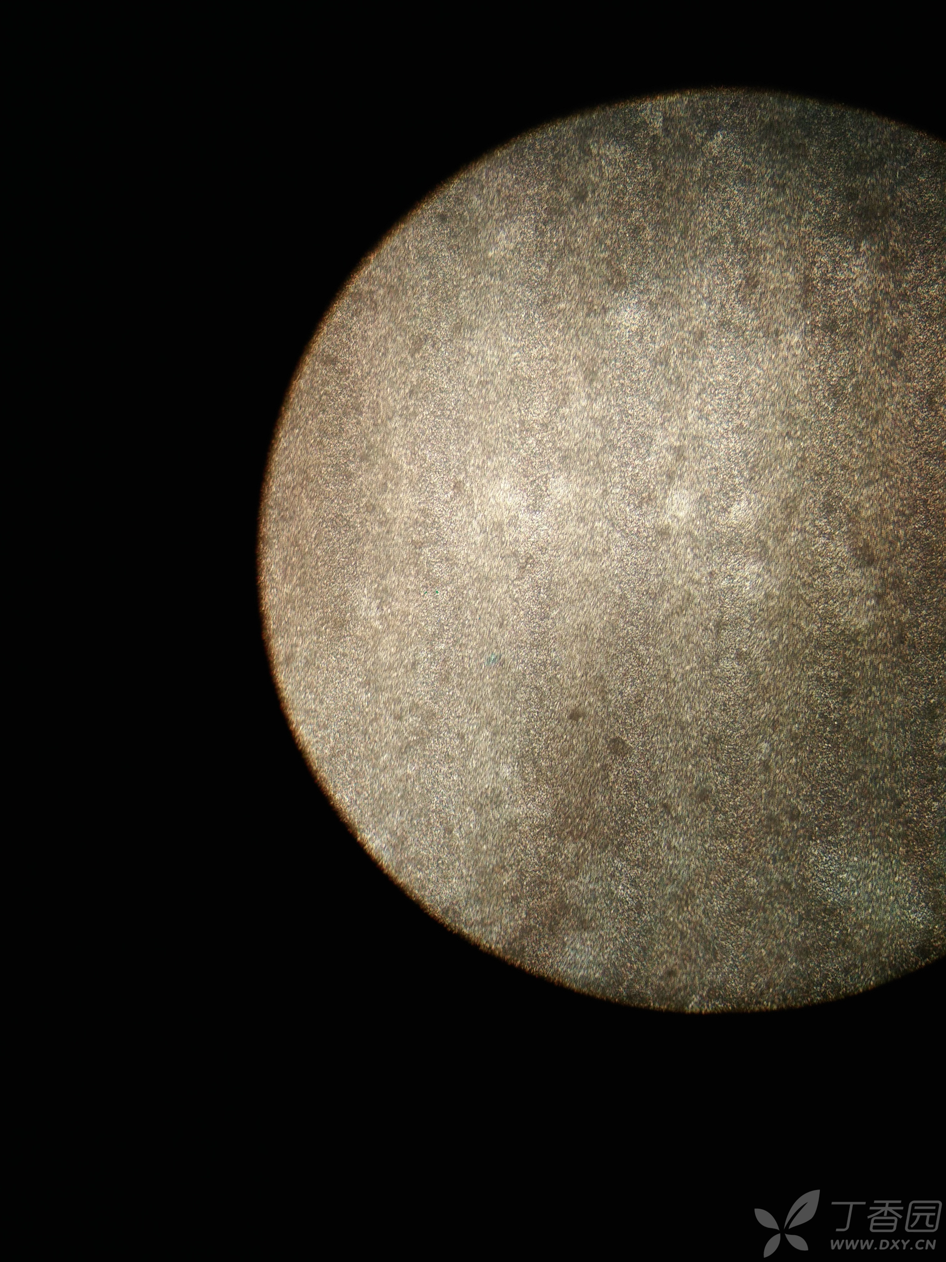 caco-2细胞模型培养求助