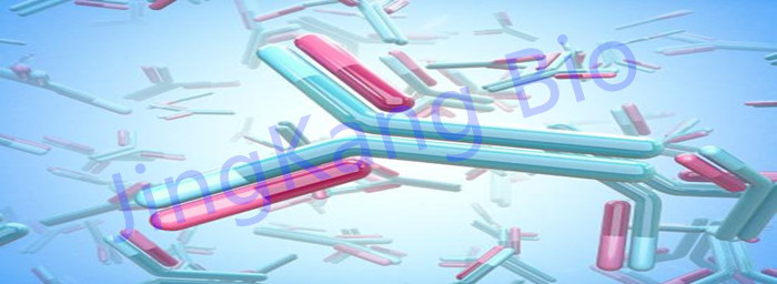 Anti-RASAL1 antibody