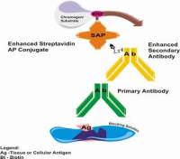 中杉金桥SAP-9102SAP法检测试剂盒 SAP-9102 Histostain™ - SAP Kit