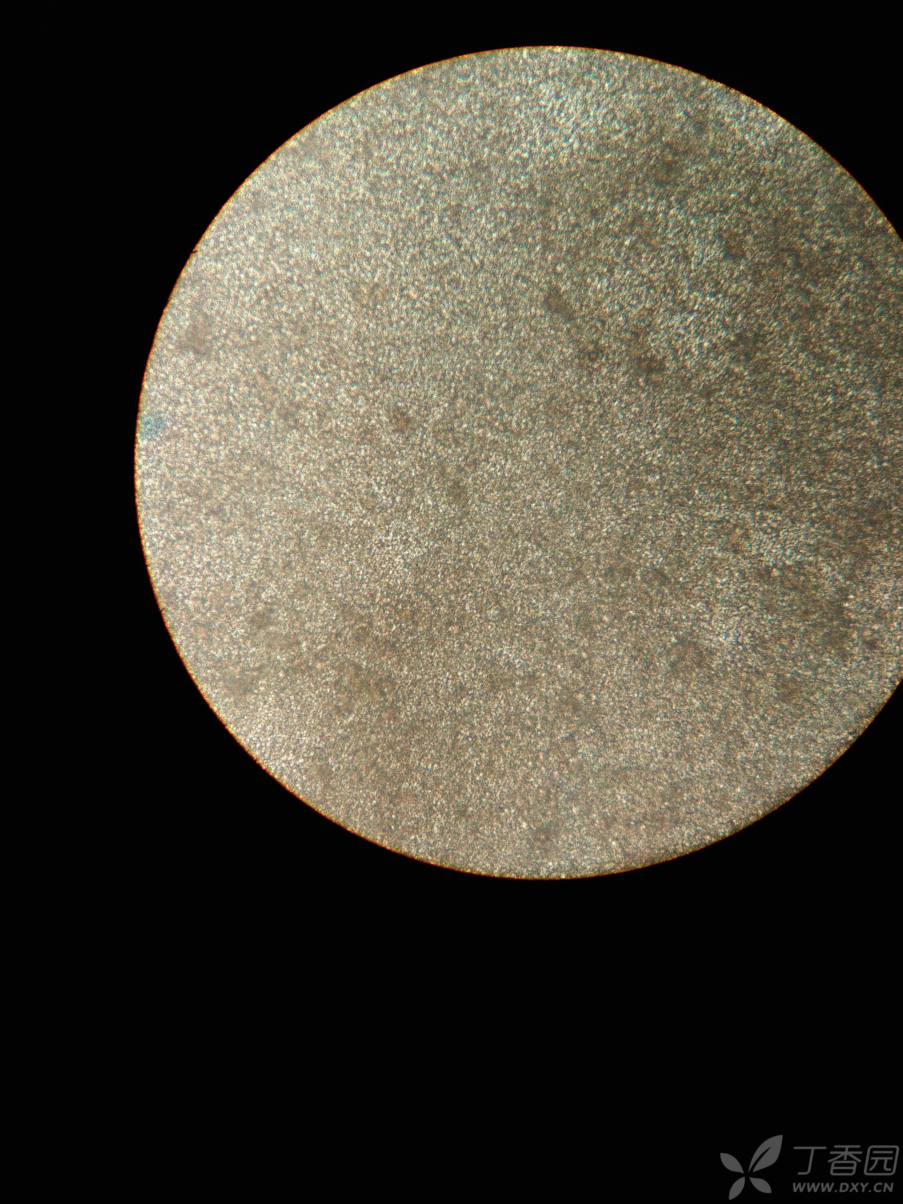 caco-2细胞模型培养求助