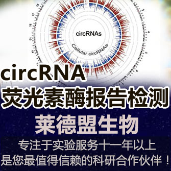 circRNA Luciferase报告基因系统检测(环状RNA)
