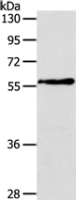 Anti-OLFM4 antibody
